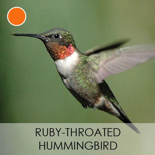 Ruby-throated Hummingbird