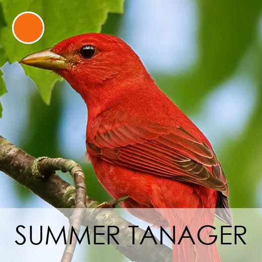 Summer Tanager