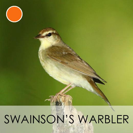 Swainson's Warbler