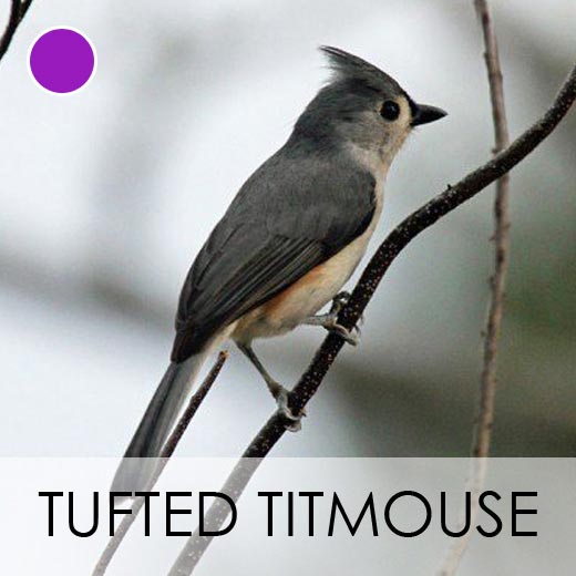 Tufted Titmouse