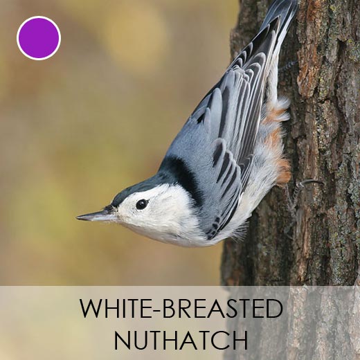 White-breasted Nuthatch