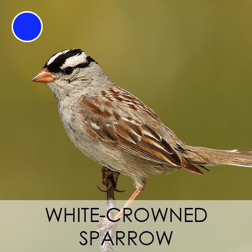 White-crowned Sparrow