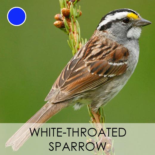 White-throated Sparrow