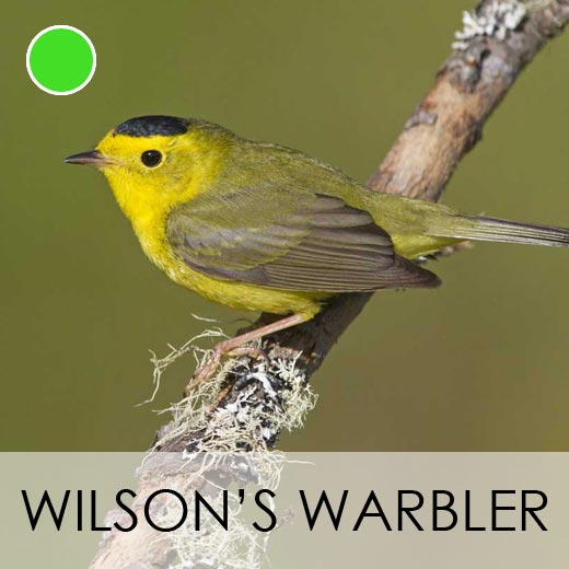 Wilson's Warbler