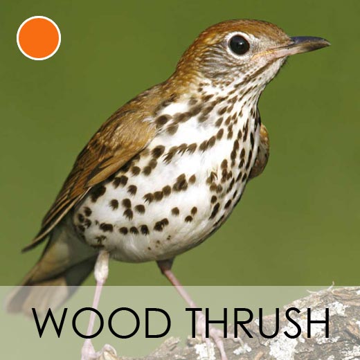 Wood Thrush