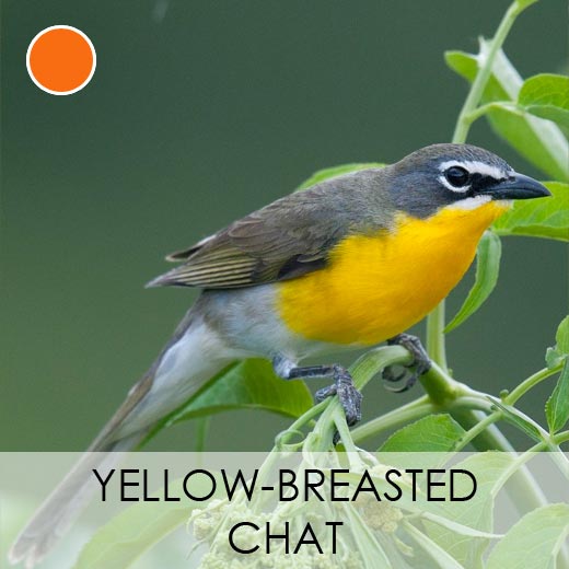 Yellow-breasted Chat