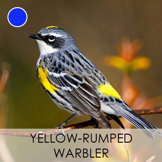 Yellow-rumped Warbler