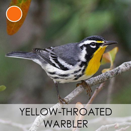 Yellow-throated_Warbler