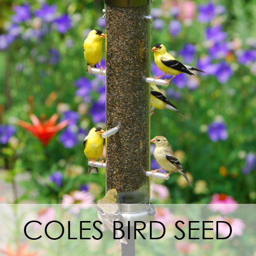 Coles Bird Food