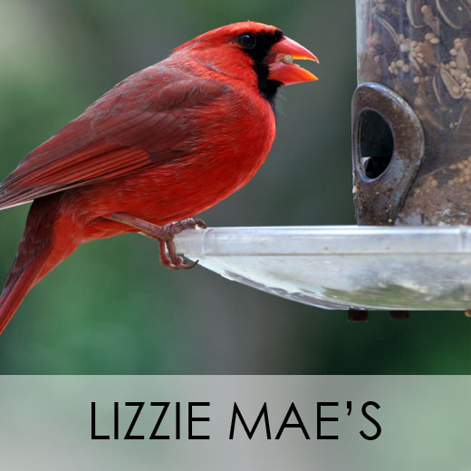 Lizzie Mae's Bird Food