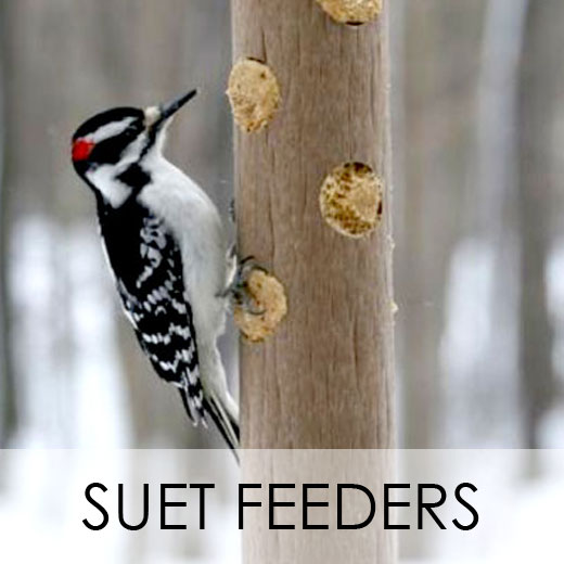 Suet Feeders